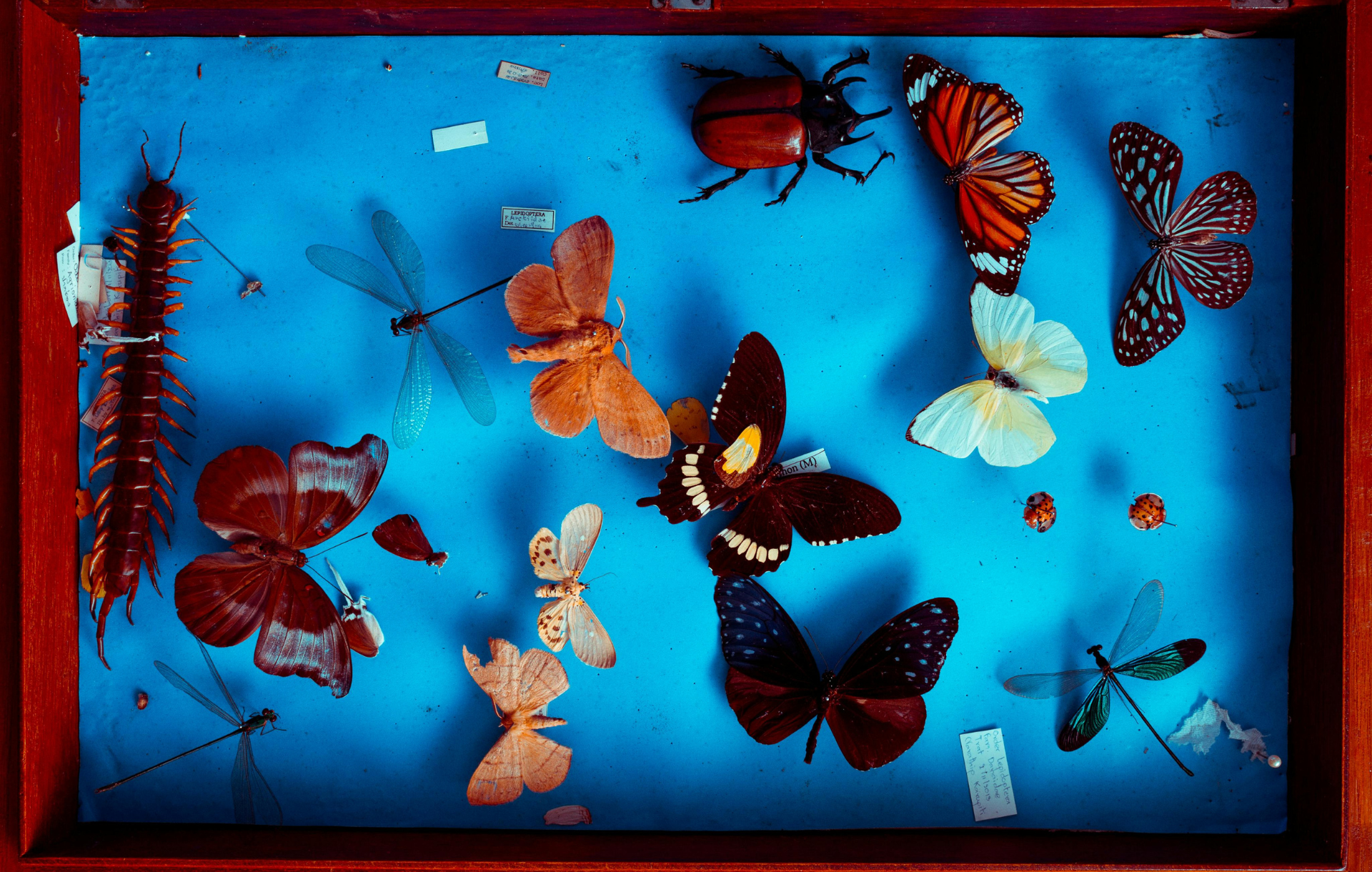 VQ Museum Studio - Guided Natural History Tours